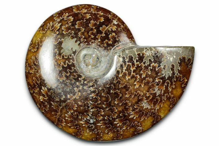 Polished Ammonite (Cleoniceras) Fossil - Madagascar #344293